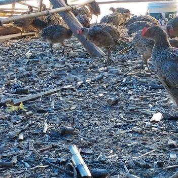 农产品批发供应商王健明 惠农网电脑版助力家禽养殖产业发展