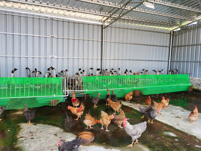 探秘现代鸡鸭养殖场 高效家禽养殖的实践与展望