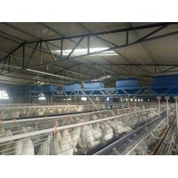 中原养殖设备厂 广东领先的全自动喂料机制造商，助力家禽养殖智能化升级