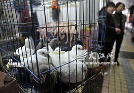 南昌鸡肉价跌如青菜 禽流感阴云下的江西养殖业大考