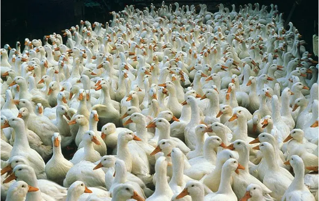 鸡鸭鹅价格全面下滑，家禽养殖或将进入新一轮“衰退期”？