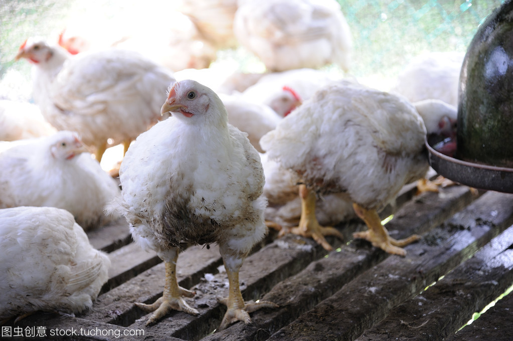 现代化农场中的家禽养殖 科学管理鸡只的健康与高效生产
