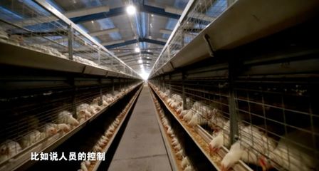 疫情当前，家禽养殖防病指南 筑牢生物安全防线