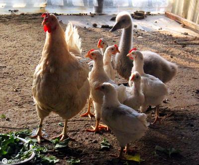 致富养殖新风口 家禽养殖中哪些项目赚钱快？