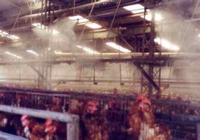 孝感家禽养殖业迎战高温 喷雾降温与消毒并举，保障产业健康发展