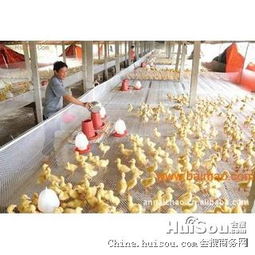 佛山市塑料养殖网价格解析 从塑料平网到养鸡网养鸭网的批发选购指南