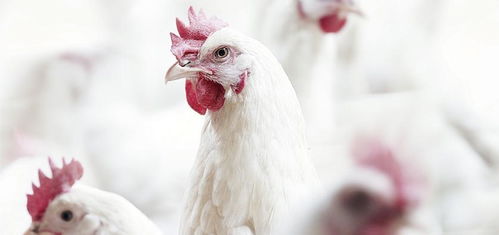 家禽饲养 肉鸡为何会产生啄癖
