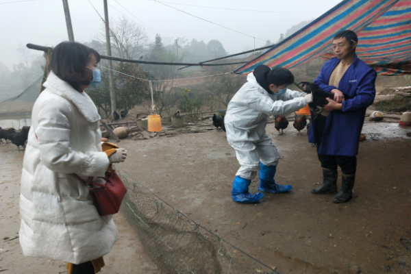 严防疫情叠加 筑牢安全壁垒 --翠屏区农业农村局开展禽流感专项监测
