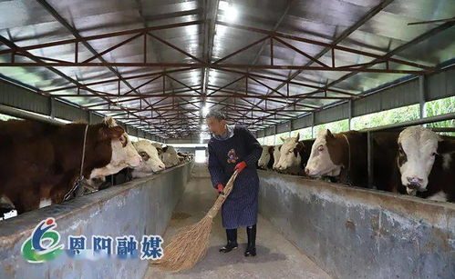 落实区委全会精神，夯实家禽养殖产业园区化基础