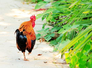 农村散养家禽的优势与养殖要点