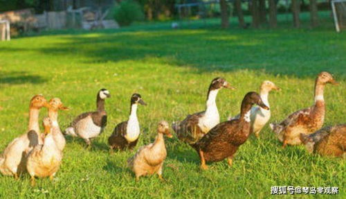灭蝗鸭的食用安全性探讨——家禽养殖视角