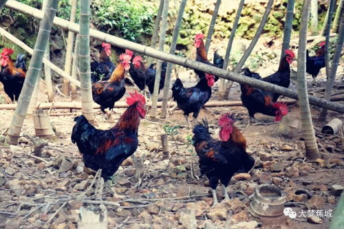 分红模式助力脱贫 家禽养殖让农民乐开了花