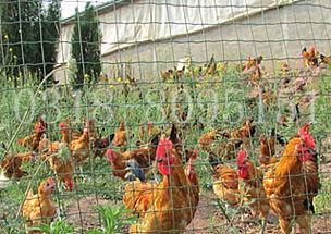 山西散养鸡围栏网价格与产品介绍